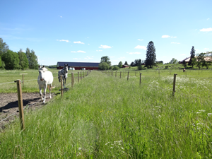 Stallgång från väster